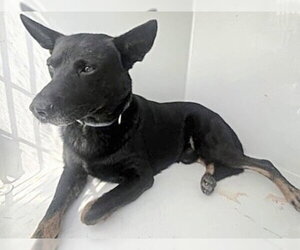 Shepradors Dogs for adoption in Houston, TX, USA