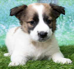 Border Collie Dogs for adoption in Denver, CO, USA