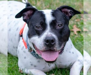 American Staffordshire Terrier-Unknown Mix Dogs for adoption in Livonia, MI, USA