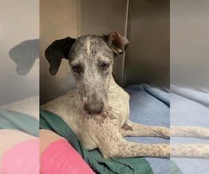 Pointer-Unknown Mix Dogs for adoption in Riverside, CA, USA