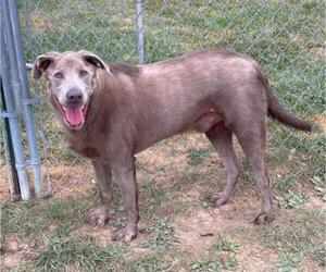 Labrador Retriever-Unknown Mix Dogs for adoption in Lewisburg, WV, USA