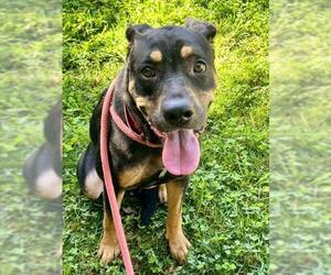 Doberman Pinscher-German Shepherd Dog Mix Dogs for adoption in Sacramento, CA, USA