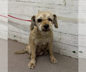 Mutt Dogs for adoption in San Bernardino, CA, USA