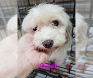 Bichon Frise Dogs for adoption in Pembroke, GA, USA