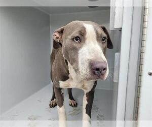 American Pit Bull Terrier-Unknown Mix Dogs for adoption in Houston, TX, USA