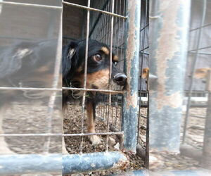 Cocker Spaniel Dogs for adoption in Foristell, MO, USA