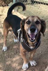 Bagle Hound Dogs for adoption in Apple Valley, CA, USA
