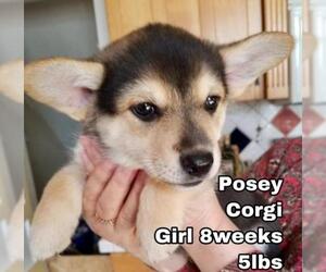 Pembroke Welsh Corgi Dogs for adoption in Seattle, WA, USA