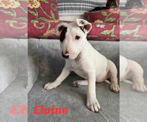 American Pit Bull Terrier-Bull Terrier Mix Dogs for adoption in Waterloo, IA, USA