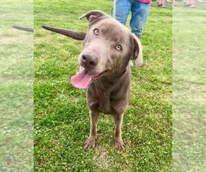 Mutt Dogs for adoption in Abbeville, LA, USA