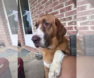 Saint Bernard-Unknown Mix Dogs for adoption in Hinton, WV, USA