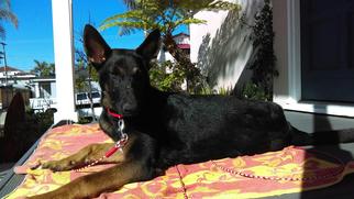 German Shepherd Dog Dogs for adoption in Mission Viejo, CA, USA