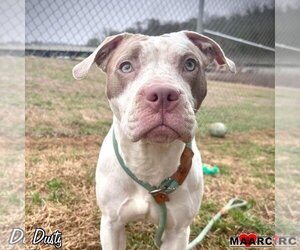 American Pit Bull Terrier Dogs for adoption in Maryville, TN, USA