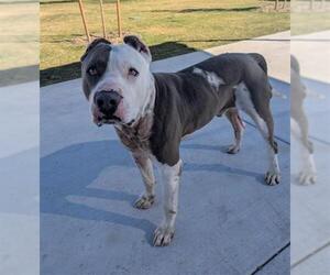 Mutt Dogs for adoption in Redlands, CA, USA