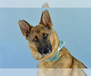 German Shepherd Dog Dogs for adoption in Pasadena, CA, USA