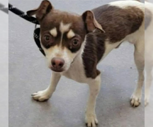 Chihuahua-Unknown Mix Dogs for adoption in Cranston, RI, USA