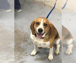 Beagle Dogs for adoption in Conroe, TX, USA