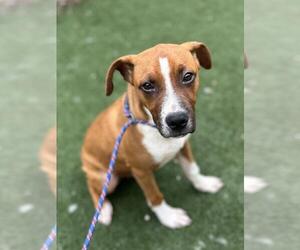Boxer-Unknown Mix Dogs for adoption in Texas City, TX, USA