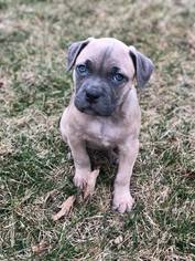 Medium Photo #1 American Pit Bull Terrier-Unknown Mix Puppy For Sale in Germantown, OH, USA