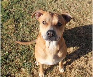 Chinese Shar-Pei-Labrador Retriever Mix Dogs for adoption in Modesto, CA, USA