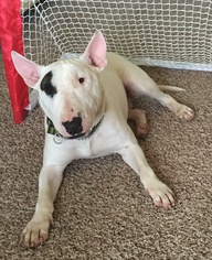 Bull Terrier Dogs for adoption in Edmond, OK, USA