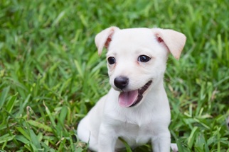 Chiweenie Dogs for adoption in North Richland Hills, TX, USA