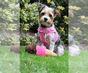 Mutt Dogs for adoption in Allentown,, PA, USA