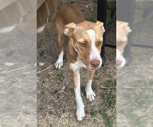 American Staffordshire Terrier-Unknown Mix Dogs for adoption in San Antonio, TX, USA