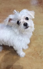 ShiChi Dogs for adoption in Del Rio, TX, USA