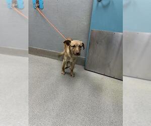 German Shepherd Dog-Unknown Mix Dogs for adoption in Las Vegas, NV, USA