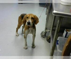 American Foxhound Dogs for adoption in Fayetteville, NC, USA
