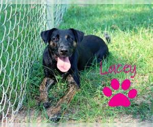 Catahoula Leopard Dog-Mountain Cur Mix Dogs for adoption in Redfield, AR, USA