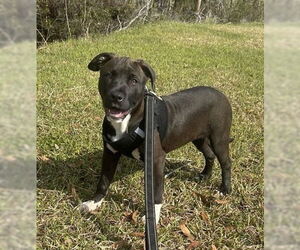 Bulldog-Labrador Retriever Mix Dogs for adoption in Tarrytown, GA, USA