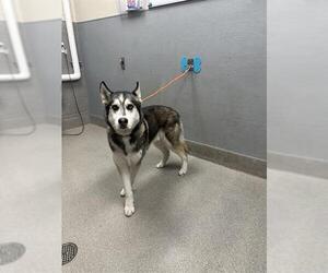 Siberian Husky-Unknown Mix Dogs for adoption in Las Vegas, NV, USA