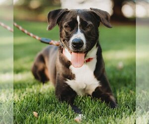 American Pit Bull Terrier-Beagle Mix Dogs for adoption in Princeton, MN, USA