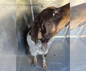 Labrador Retriever-Unknown Mix Dogs for adoption in Pasadena, TX, USA