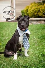 Small American Staffordshire Terrier-Boston Terrier Mix