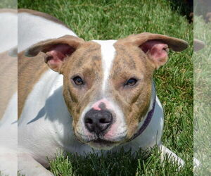 American Staffordshire Terrier-Boxer Mix Dogs for adoption in Huntley, IL, USA