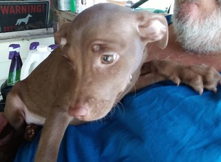 Chipin Dogs for adoption in Okeechobee, FL, USA