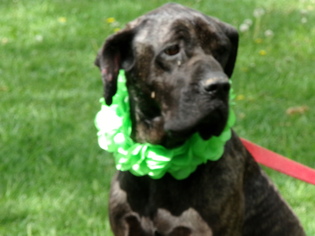 Great Dane Dogs for adoption in Yakima, WA, USA