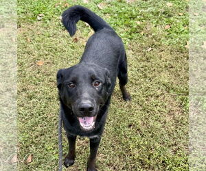 Mutt Dogs for adoption in Sparta, TN, USA