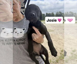 Labrador Retriever-Unknown Mix Dogs for adoption in Brewster, NY, USA