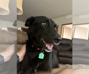 Borador Dogs for adoption in Chandler, AZ, USA