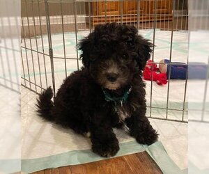 Poochon Dogs for adoption in Brooklyn Center, MN, USA