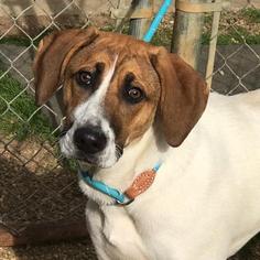 Mutt Dogs for adoption in Bauxite, AR, USA