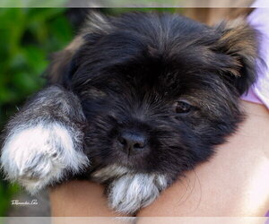 Mutt Dogs for adoption in Marina Del Rey, CA, USA