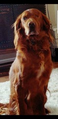 Irish Setter Dogs for adoption in San Diego, CA, USA