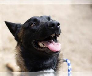 Mutt Dogs for adoption in Martinez, CA, USA