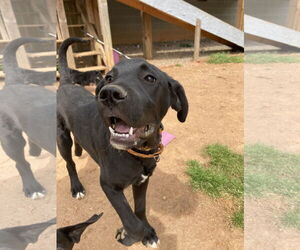 Great Dane-Labrador Retriever Mix Dogs for adoption in Chatham, VA, USA