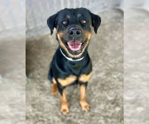 Rottweiler-Unknown Mix Dogs for adoption in Riverside, CA, USA